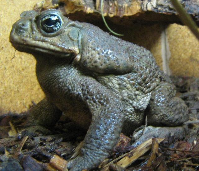 Bufo marinus (Rhinella marina)  Cane Toad00.JPG